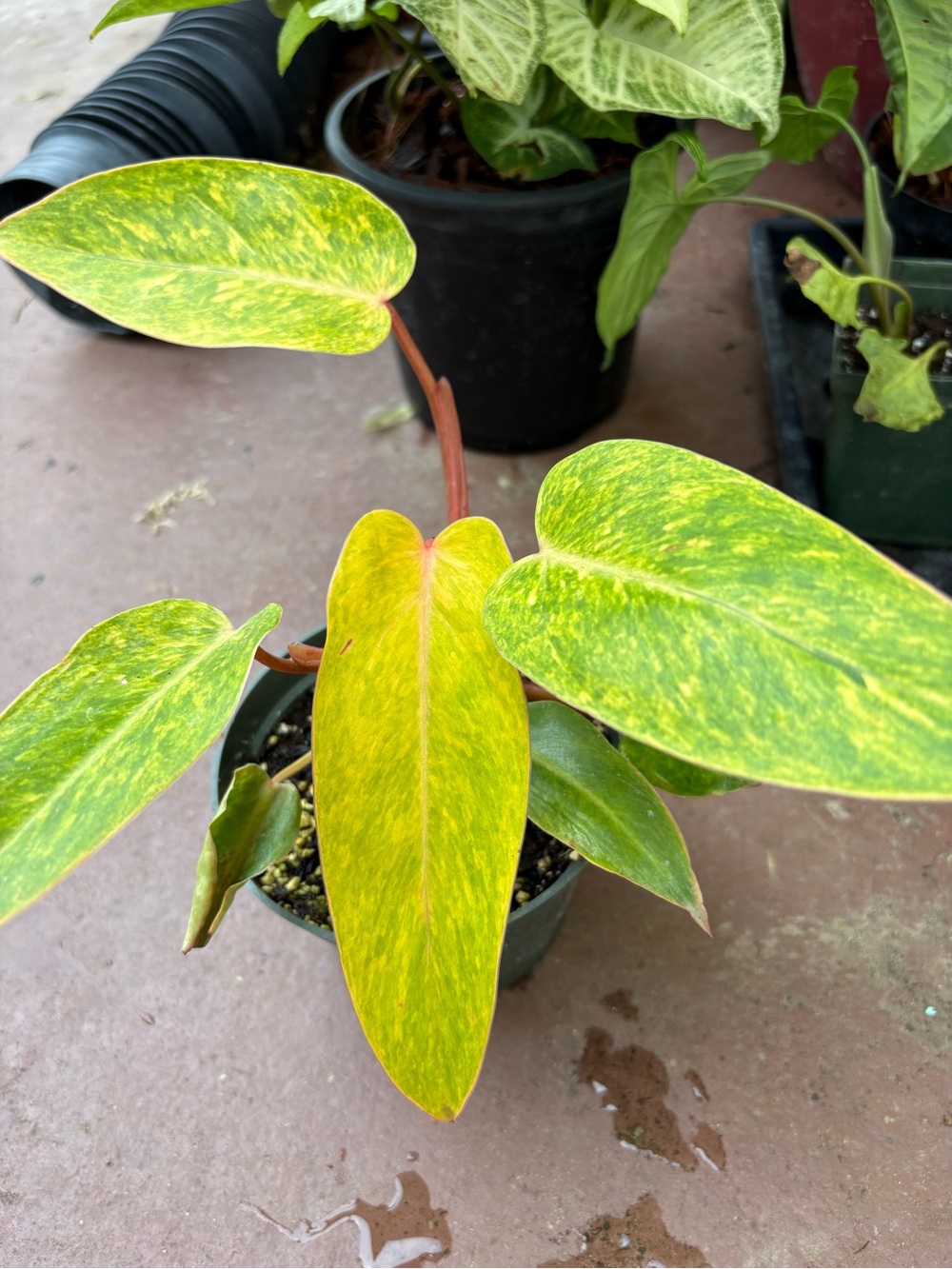Painted Lady philodendron